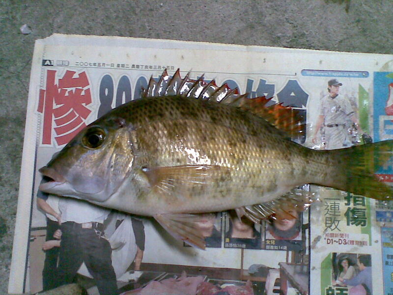 青嘴