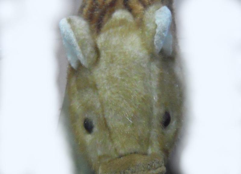 pig5.jpg