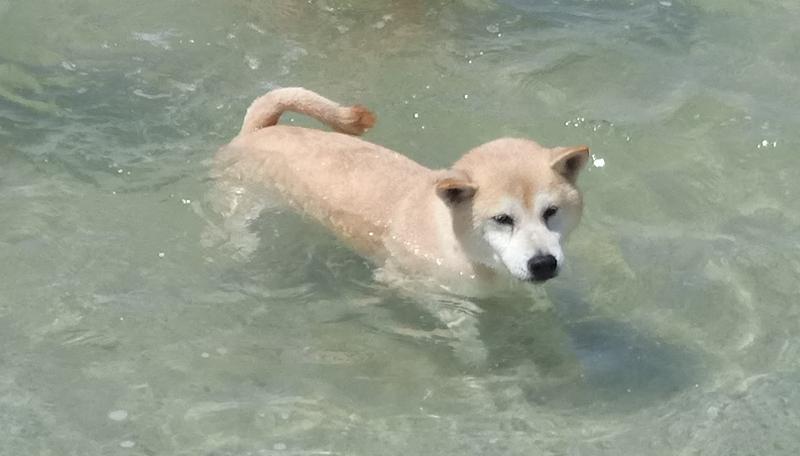 柴犬--黑輪照片.JPG