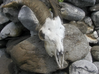 13.一隻公羊的頭骨