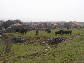 12.西吉的村落與放養的羊群