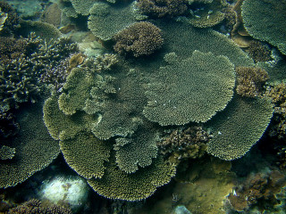3.珊瑚覆蓋率幾乎100%