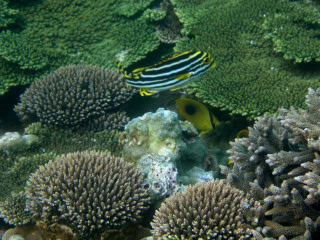 4.隨便按快門就拍到的珊瑚礁魚類