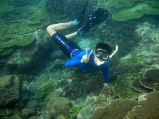 1.浮潛便可以盡觀的美麗珊瑚生態系