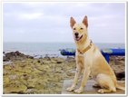 帶狗遊澎湖之旅跟你心愛的狗一同享受澎湖的美