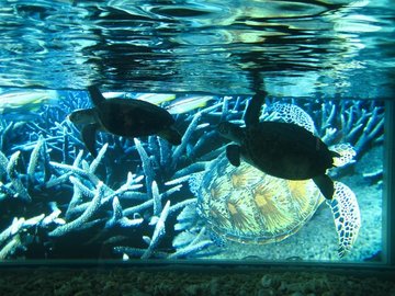 綠蠵龜博物館內臨時托育的海龜