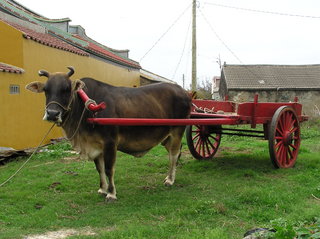 這隻小牛是不是長得滿可愛的！找阿伯搭牛車，如果你會一點日語也可以用日語跟阿伯交談