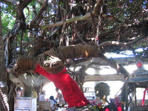 古榕樹的樹頭，民間說法是已經有300年以上的歷史，某種程度上已經成為通梁人的信仰之一