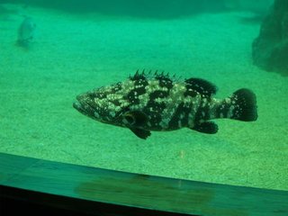 澎湖水族館內的石斑魚
