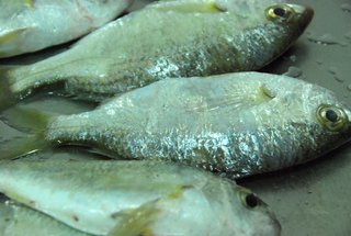 垵米魚的魚鱗很容易脫落，在市場購買時注意魚鱗的完整性就可以判斷鮮度