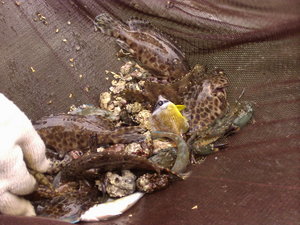 在抱墩中常會捕獲的石斑魚