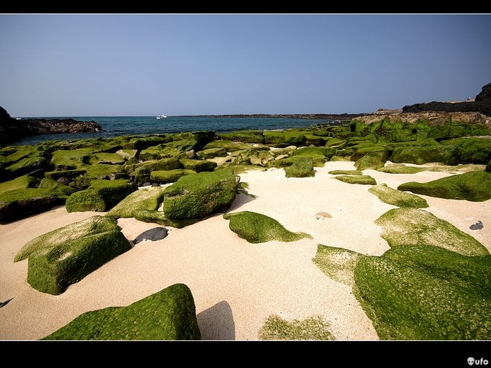 冬季的海邊巨石覆蓋綠色的海菜