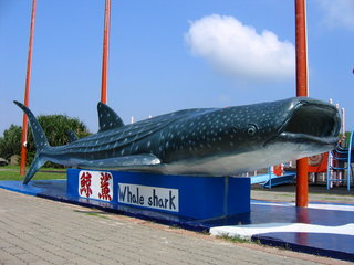 鯨鯊，因為身上格子狀白色斑點形似豆腐，故又稱"豆腐鯊"；體型笨重性情溫和，因此漁民稱之為"大笨鯊"