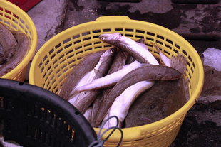 狗母：這是澎湖魚丸的主要原料，越入冬季越是肥美