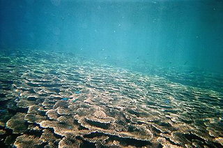這一大片好樣是叫做軸孔珊瑚吧，也就是星沙的原型，澎湖著名的星砂其實就是軸孔珊瑚的殘骸，而軸孔珊瑚又怎麼變成星砂的呢？那就要感謝鶯哥魚囉：這種魚愛吃珊瑚，而它的排泄物就是沙子，如果它吃了軸孔珊瑚，那拉出來的就是星砂...所以各位送給另一半表示浪漫的星砂其實就是。另外,大家有沒有看到一些小小的寶藍色的魚，這種魚在七美當地叫做"青冷仔"，不能吃所以特多，但是特漂亮，它是一種逐腥臭的魚種..如果你想看到大量的青冷仔那就帶些魚肚之類極腥的東西下水吧