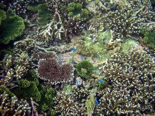 海底美麗的珊瑚景觀