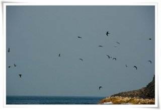 貓嶼海域終年有大量的燕鷗海鳥盤旋