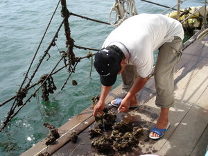 海中現撈的牡蠣有著海水鹹味卻沒有什麼腥味