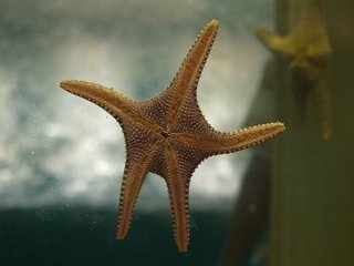 澎湖水族館內的海星