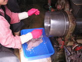 山水狗母魚丸，麵線製作第一類體驗