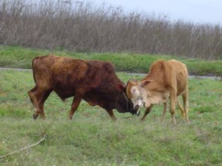 阿伯養了不少牛，很多又都是幼牛，這是阿伯在復耕地的草地上鬥牛給站長看的，沒想到當阿伯養的牛還得會餘興節目！