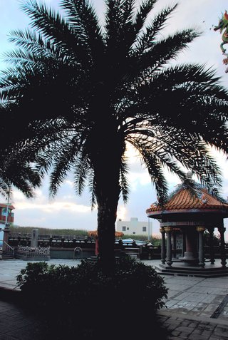 石碑旁有兩株椰子樹與中國式涼亭搭配起來別有古色古香的樸素味道