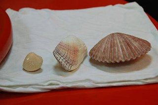貝殼館內展出的貝殼