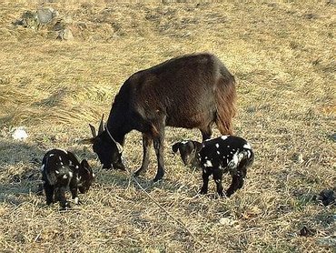我的推測就是這樣，這應該是哺乳中的母羊，因為大多數被繩子綁住的都是母羊，而且都有小羊跟著，這兩隻小羊跟大麥町不知道有沒關