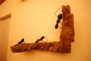 螞蟻上樹上到房間的牆壁來了