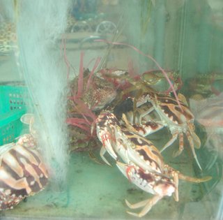 養殖箱內的螃蟹