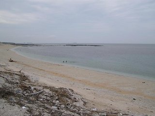 後灣沙灘面朝東方，每年冬季跟颱風季節都會有大量漂流木湧向該片海灘