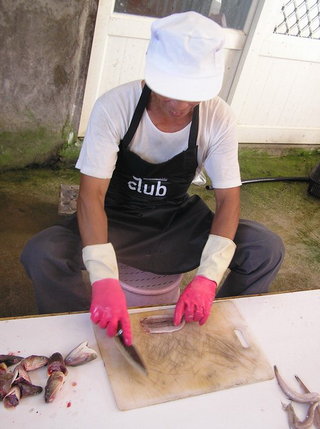 傳統切除狗母魚肉以製作魚丸的方式很費工