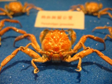 竹灣螃蟹博物館