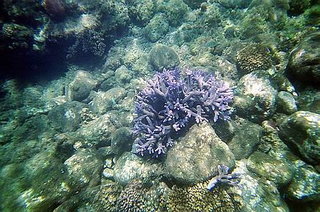 我個人心中的謎，一般珊瑚量都不少，只有這個我在月鯉海域只看過這一株，紫色的珊瑚，實際顏色更紫，也許還有吧！畢竟海裡面沒地圖的，有些地方還是沒游過。