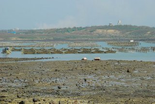 海堤旁的牡蠣養殖