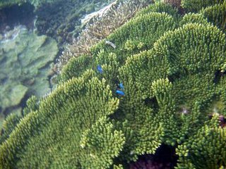 海底美麗的珊瑚景觀