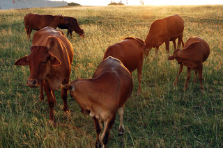 西嶼大草原牛群讓這處空曠的高地更衝蒙古滿草原風情