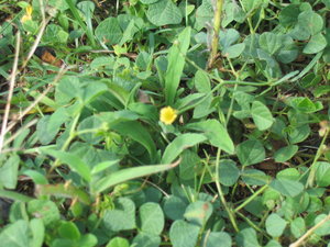 照片中黃色小花那株就是澎湖山坡上野生的風茹草，有趣的風茹此長最多的地方都是在墳墓旁！