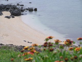 天人菊與沙灘